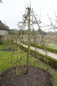 We did not find results for: Training Fruit Trees Out Of My Shed