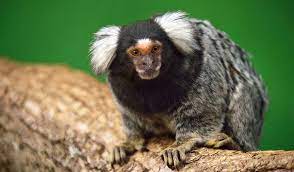 Pin On Primates New World Common Marmoset Callithrix Jacchus