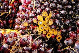 Established in 2007, hap seng plantations holdings berhad. The 9 Key Things You Need To Know About Hap Seng Plantations Holdings Bhd