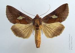 Image result for Autographa bractea