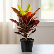 Image result for Croton aceroides