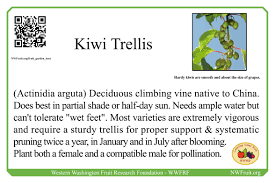 Home Fruit Garden Tour Kiwi Trellis Nw Fruit Western Washington Fruit Research Foundation