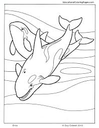 Orca Whale Coloring Pages Animal Coloring Pages Whale Coloring Pages Shark Coloring Pages
