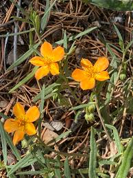 Image result for Talinum tenuissimum