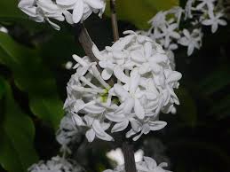 Image result for Pleiocarpa