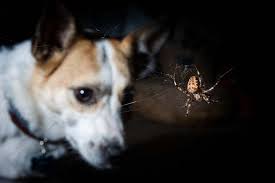 A black widow's bite can be harmful, but it is rarely fatal. 5 Ways To Deal With A Spider Bite On A Dog Top Dog Tips