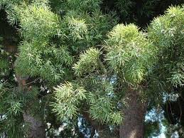 Image result for Afrocarpus