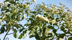 Image result for Cordia africana