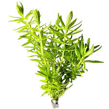 Image result for Pogostemon rogersii