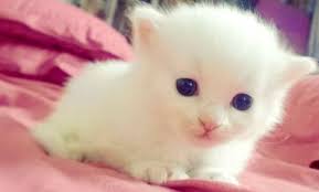Cute baby cats cute little animals cute cats and kittens cute funny animals i love cats kittens cutest funny cats cute kitten pics super cute cats. Cute Baby Kitten Cats Animals Background Wallpapers On Desktop Nexus Image 2375851