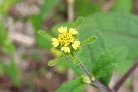Image result for Sigesbeckia