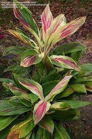 Plantfiles Pictures Hawaiian Ti Plant Good Luck Plant Ti Plant Tricolor Cordyline Fruticosa By Plantladylin Hawaiian Plants Plants Ti Plant