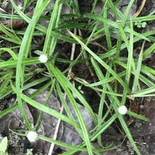 Image result for Kyllinga stenophylla