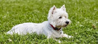 Use the filters below to find pedigree puppies for sale near you. West Highland White Terrier Pdsa