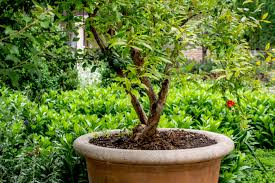 That means warm, inland areas of california, arizona, and similar climates in the us will produce the most fruit. Growing Pomegranate Trees In Containers
