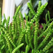 Image result for Crassula alsinoides