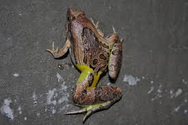 Image result for Microcoelia physophora