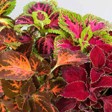 Image result for Coleus meyeri