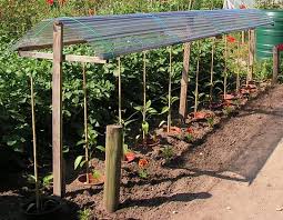 7 Roof Over Sweet Peppers Or Tomatoes Met Afbeeldingen Groenten Tuin Eetbare Tuin Groentetuin