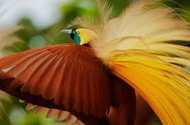 Birds Of Paradise Wallpaper Hd Greater Bird Of Paradise Paradisaea Apoda Greater Bird Of Paradise Birds Of Paradise Bird