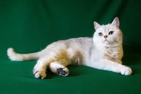 Maybe you would like to learn more about one of these? The Female Cat British Shorthair Black Silver Shaded Roni Britney Age 1 Year 9 Months 9 Days Photo Of Cats 27677 Sunray