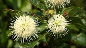 # pollinators # larvalhost # nativeplants. Bob S Brain On Botany Early August 2010