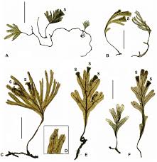 Image result for Crepidomanes inopinatum