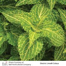 Image result for Coleus goetzenii