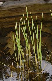 Image result for Wiesneria