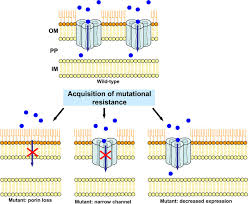 Click card to see definition 👆. Adaptive And Mutational Resistance Role Of Porins And Efflux Pumps In Drug Resistance Clinical Microbiology Reviews