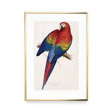 We did not find results for: Parrot Art Print Antique Bird Print Nature Wall Art Victorian Print Home Decor Art Vintage Wall Art Bird Art Natural History Art Bird Decor Art Collectibles Prints Seasonalliving Com