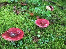 Image result for Russula polyphylla