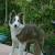 Brown Tricolor Border Collie