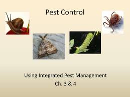 Jamaica uses pesticides protect crops from pest, however these pesticides are natural and do not harm the crop. Ppt Pest Control Powerpoint Presentation Free Download Id 1828847