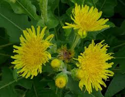 Image result for Sonchus dregeanus