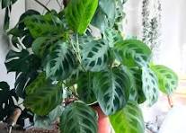 Let's talk about light Part 2: Plants for… North facing ...