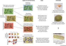 Novel fermentations integrate traditional practice and rational design of  fermented-food microbiomes: Current Biology