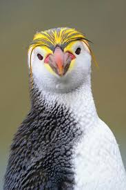 Birds That Start With B Pin By Sammy B On Oiseau Beautiful Birds Colorful Birds Animals Beautiful