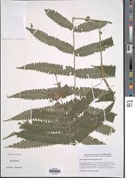 Image result for Pneumatopteris afra