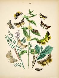 Image result for Syngrapha hochenwarthi