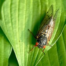 Cicada mania is dedicated to teaching you about cicada insects, their life cycle & life span, how they make their sound, what they eat and what eats them, and when they'll next welcome to cicada mania, a website dedicated to cicada insects. Us Researchers Seek Citizen Scientists As Billions Of Brood X Cicadas Set To Emerge Us News The Guardian