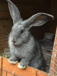 A Baby Blue Flemish Giant Giant Rabbit Flemish Giant Rabbit Flemish Giant