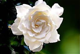 Gardenias