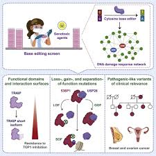 Functional interrogation of DNA damage response variants with base editing  screens: Cell