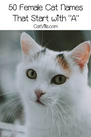 Cat names starting with s: 100 Cat Names Starting With A Cat Names Girl Unique Girl Pet Names Girl Cat Names