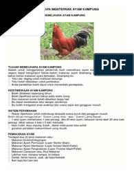 Kebanyakan cara beternak ayam kampung masih dilakukan secara tradisional. Panduan Menternak Ayam Kampung