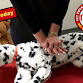 Pet CPR and First Aid Certification and Fundraiser event image