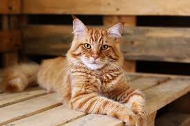 A breed standard describes every aspect of a breed, from size and shape, to color. 15 Most Popular Maine Coon Colors And Patterns I The Discerning Cat