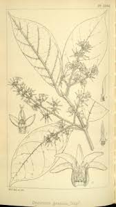 Image result for Oncinotis