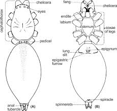 But if you blind guides, which strain at a gnat, and swallow a camel. Spiders Araneae Sciencedirect